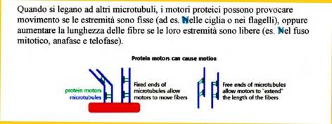 (microfilamenti e microtubuli) Proteine motori usano