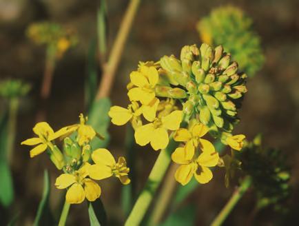 ORSIERA ROCCIAVRÈ Rhynchosinapis richeri, crucifera endemica delle Alpi sud-occidentali, è considerata specie gravemente minacciata dalla Lista rossa nazionale.