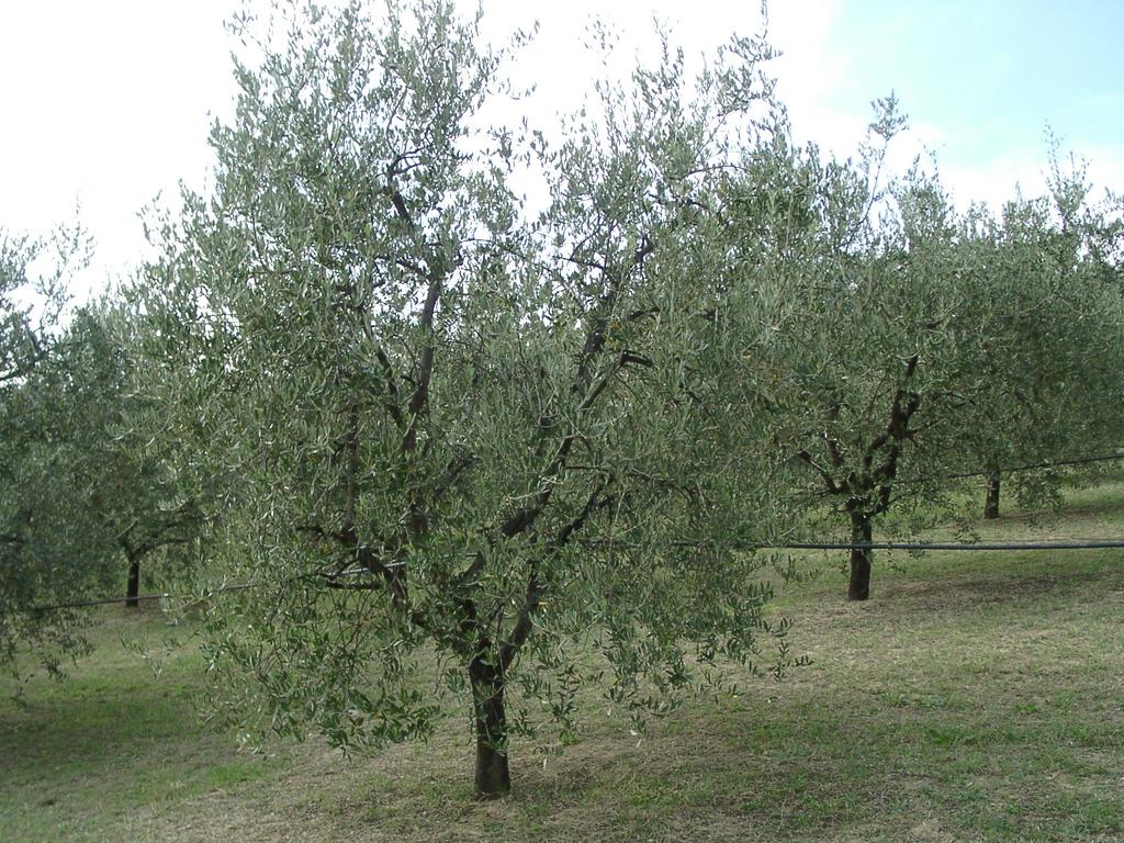 Oliveto di circa 3 anni Varietà: Leccino Sesto d impianto: 6