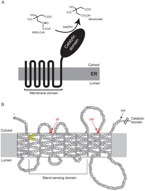 HMG~CoA reduttasi 2 DOMINI dominio idrofilico citosolico C-terminale -catalitico dominio idrofobico N-terminale ancorato al R.E.