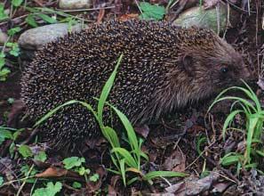 Aree Protette della Lombardia, delle specie ornitiche svernanti presenti in ogni zona di campionamento.