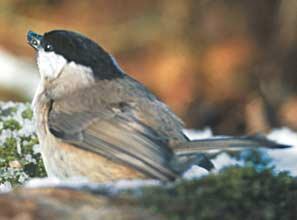 Il numero medio di specie per zona è 29,6 ed i valori oscillano da 13 a 45.