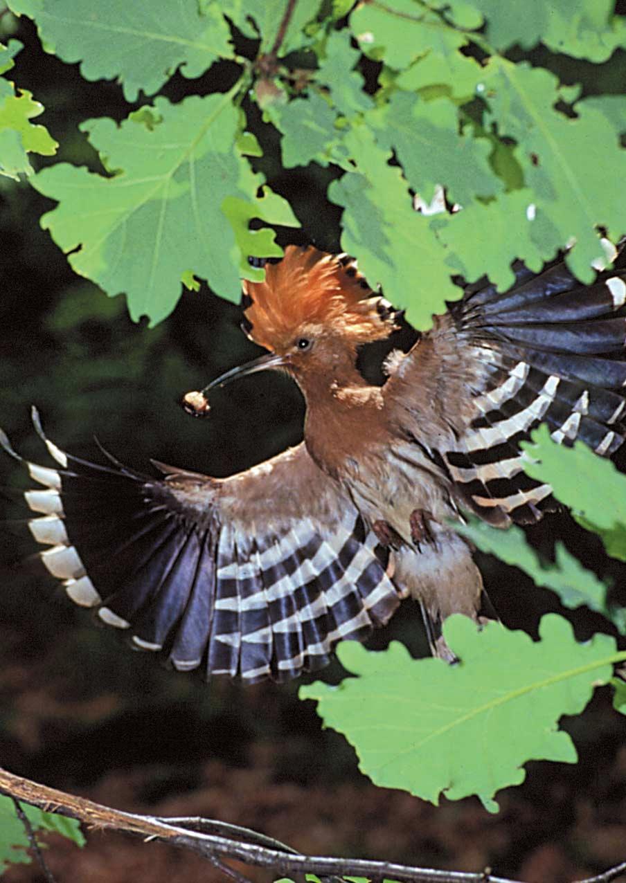 Upupa (foto Repossini) Uccelli Nome comune Nome scientifico Priorità (*) STURNIDAE Storno Sturnus vulgaris 3