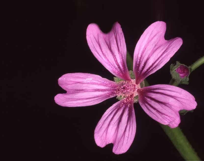 Malva selvatica (Malva sylvestris)