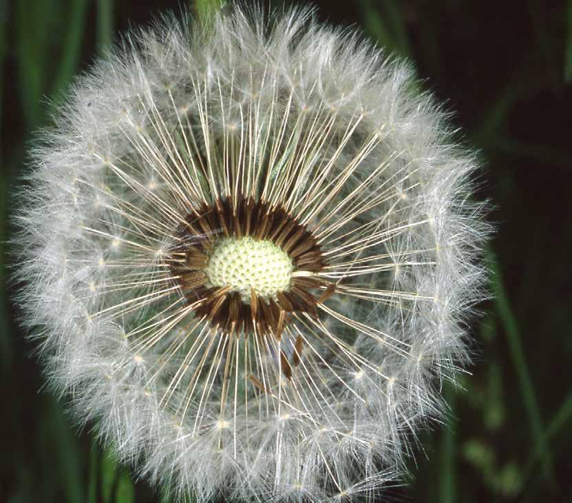 Taraxacum adulta Le Composite Le Composite (i botanici di professione preferiscono il termine Asteraceae) sono accomunate da un tipo di infiorescenza particolare che sembra un fiore unico ma ad un