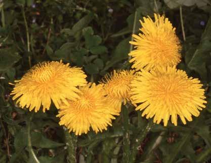 I fiori possono essere di due tipi fondamentali, tutti piccoli e con i petali saldati in un tubo basale alla cui estremità superiore è visibile una ligula intera (fiori ligulati) o un estroflessione