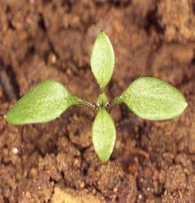 (Erigeron