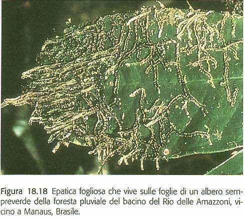 epatiche fogliose epifite epatiche fogliose (circa 4000 specie) con 2 file di foglioline (+1)