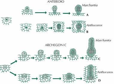 Gametofiti delle Anthocerophyta anteridi e