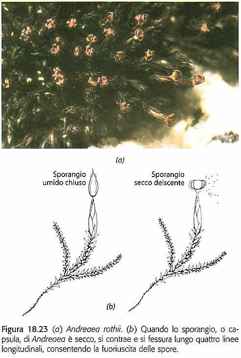 Bryophyta Sphagnidae Andreaeide Bryidae circa 100 specie di muschi rupicoli (epilitici su granito e rocce calcaree)