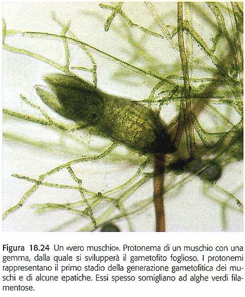 Bryidae (i muschi veri ) filamenti del protonema nervature centrali gemma
