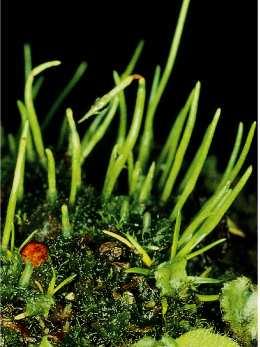 briofite - talli appiattiti o fogliosi prodotti da un meristema apicale