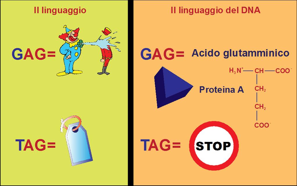 Il linguaggio del DNA La mutazione sul DNA (anche la sostituzione di una singola base azotata) può determinare l incorporazione di un diverso aminoacido nella corrispondente posizione della sequenza