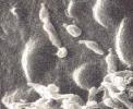 I più piccoli procarioti conosciuti: Mycoplasmi MICOPLASMI Le più piccole cellule capaci di vita autonoma : 0,2 0,3 μm di diametro quando hanno forma sferica.
