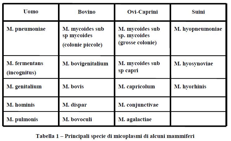 pneumoniae M. salivarium M.hominis M.genitalium M.orale M.