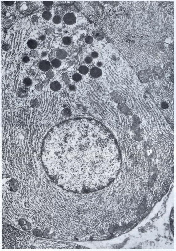 DELLE MEMBRANE IL RETICOLO ENDOPLASMATICO