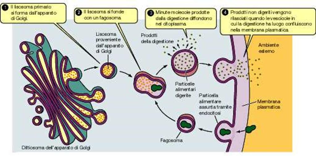 COMPLESSO DI GOLGI I LISOSOMI PERMETTONO LA