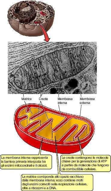 I MITOCONDRI SONO ORGANELLI COINVOLTI NELLE REAZIONI BIOCHIMICHE CHE PORTANO ALLA SINTESI DI ATP, LA MOLECOLA CHE FUNGE DA FONTE DI ENERGIA PER LE CELLULE I MITOCONDRI SONO DELIMITATI DA UNA DOPPIA