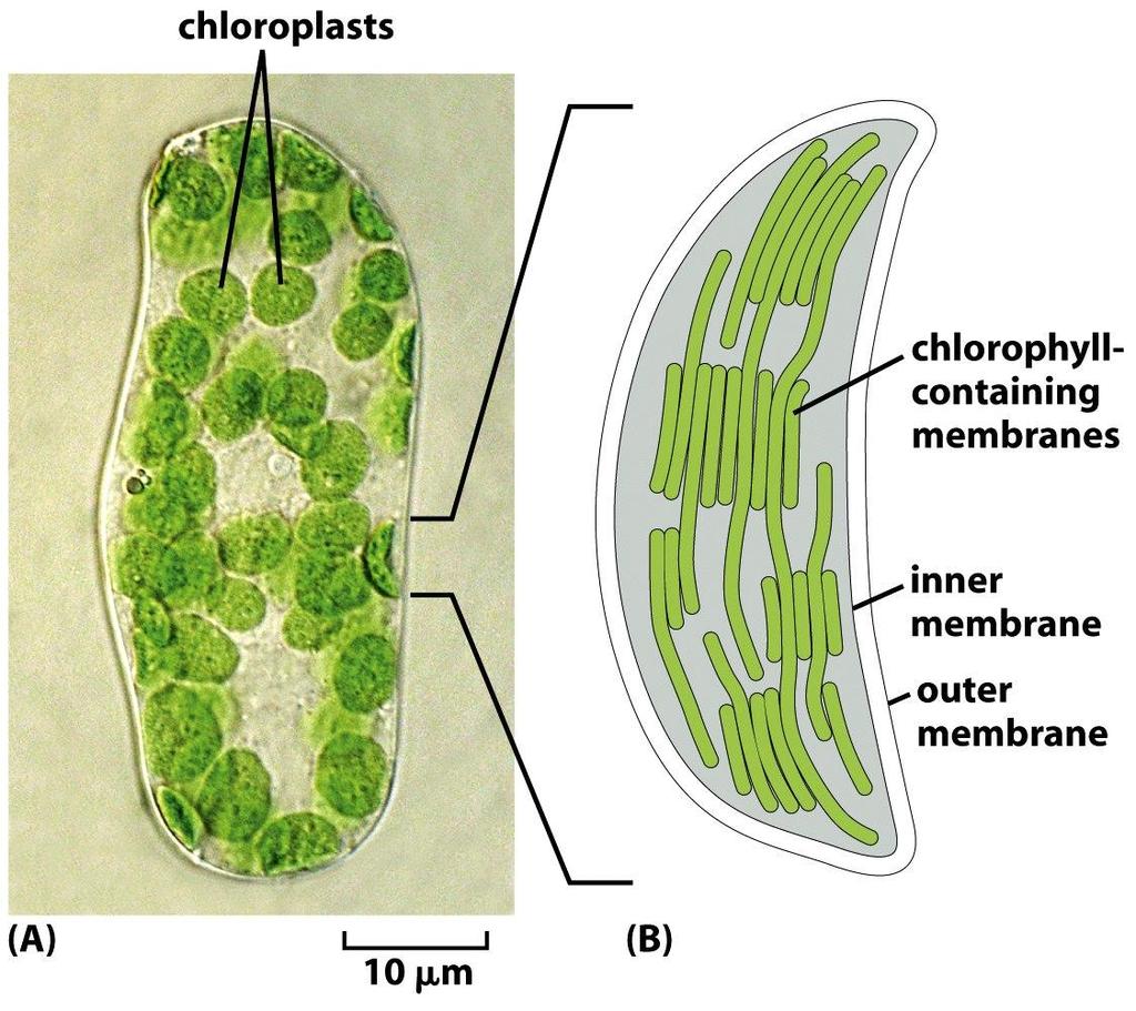 Figure 1-35 Molecular Biology of the