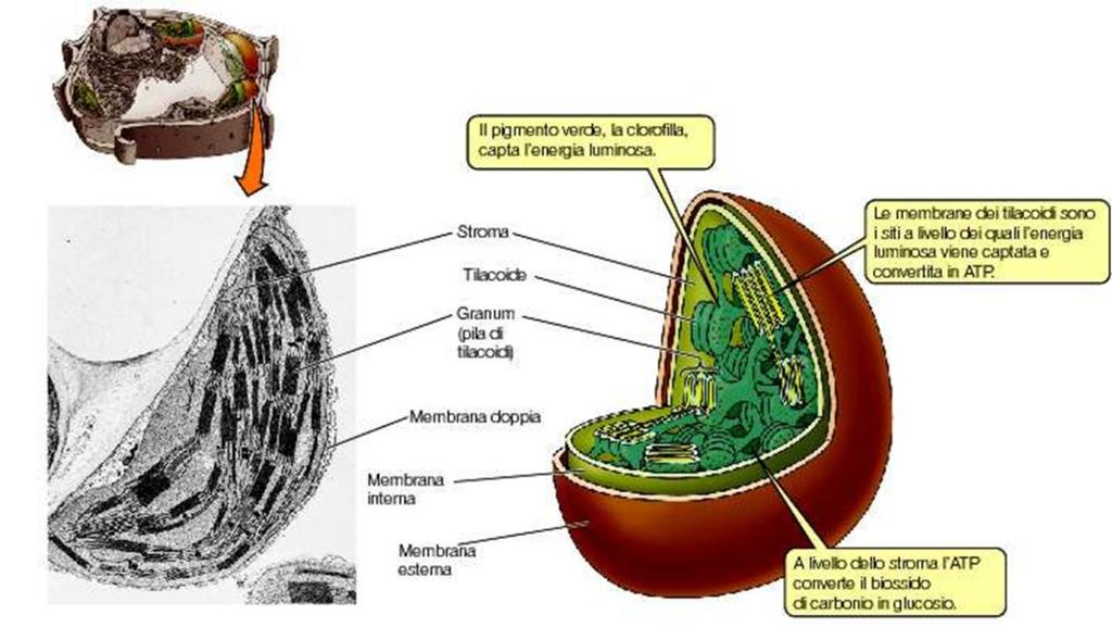 SONO DELIMITATI DA UNA DOPPIA MEMBRANA ALL INTERNO, LO STROMA CONTIENE UNA