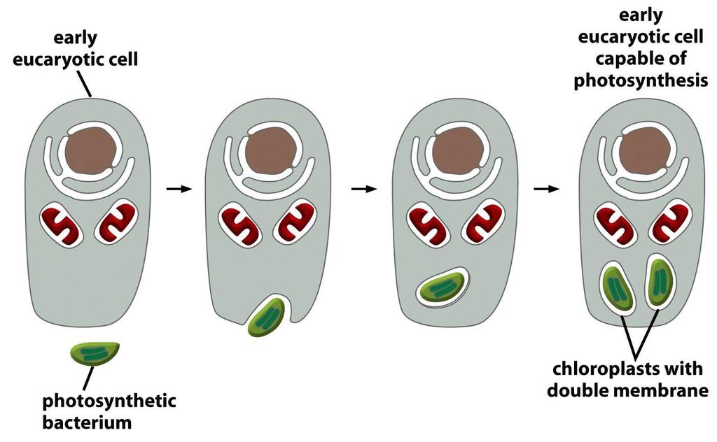 Figure 1-36 Molecular Biology of the