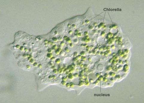 Chlorella are tiny green cells that live inside some