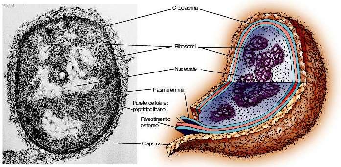 NEI PROCARIOTI IL DNA È A DIRETTO