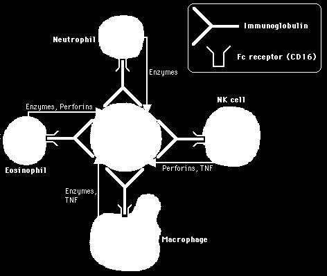 infetta ADCC rappresenta una modalità efficiente di lisare le cellule infette