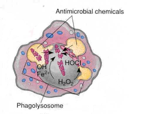 Fagocitosi Meccanismo Uccisione e digestione Esposizione a composti del cloro e dell