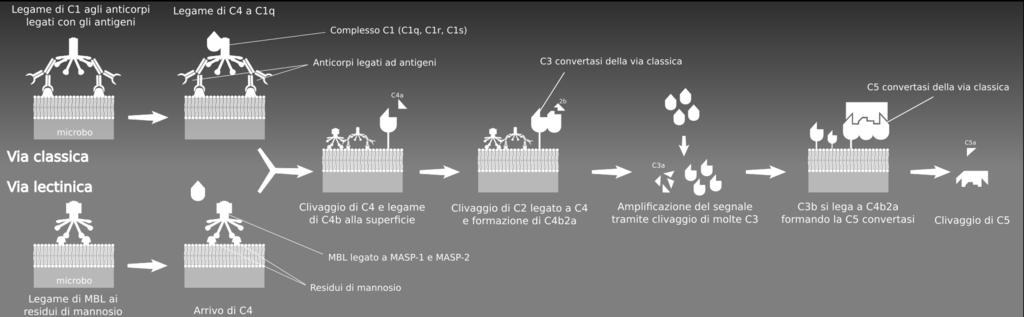 lctinica