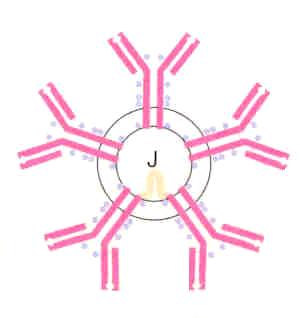 Immunoglobuline M (IgM) Le più grandi pentameri I monomeri collegati da catene J Neutralizzano bene Le migliori
