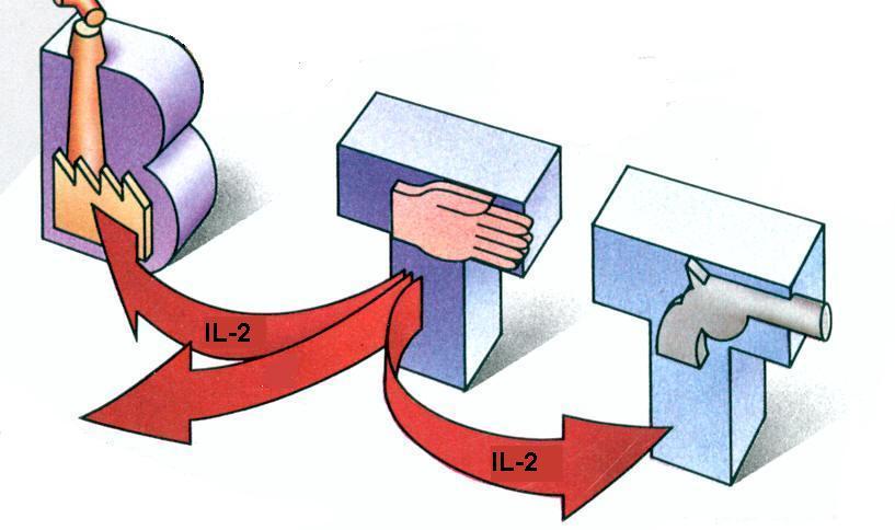 Le Th stimolano le Tc e le B Le Th producono citochine (p.e. IL-2) Stimolano così le Tc