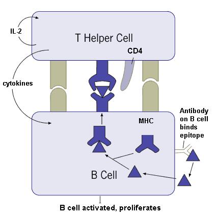 Interazione Cellula B Th per la risposta alle proteine (1) B e T specifiche per lo stesso Ag B
