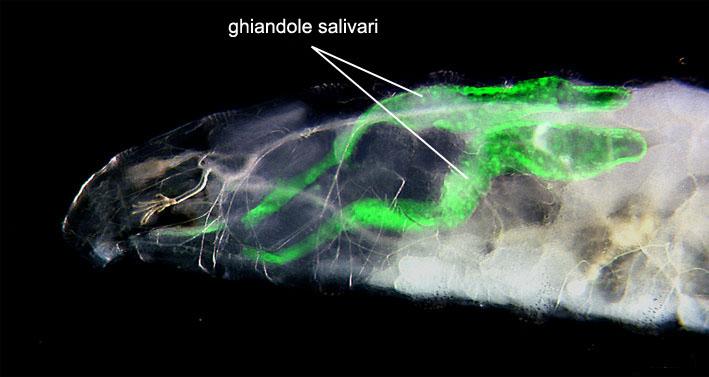 ghiandole salivari in