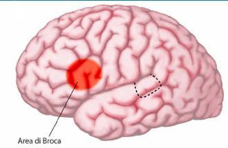 NELLO SPECIFICO PER IL LINGUAGGIO Localizzazione dell area che porta il suo nome Scoperta ufficiale della lateralizzazione emisferica delle