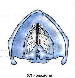 Funzione