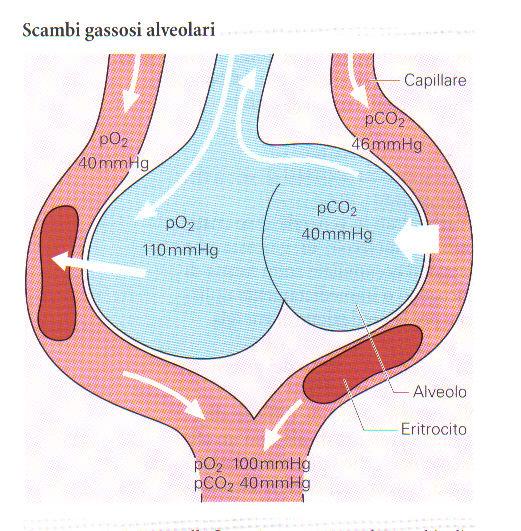 Scambi gassosi Aria: