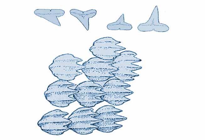 Il diverso profilo del capo dei tre squali martello presenti in Mediterraneo.