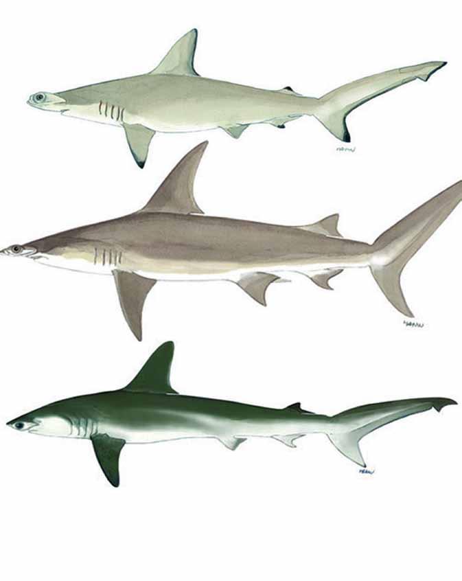 Fonte immagine I tre squali martello presenti in Mediterraneo. In alto lo squalo martello smerlato, al centro il grande squalo martello e in basso lo squalo martello liscio. Immagini FAO.