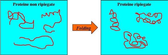 1.2 Folding vs Misfolding ricerca. La capacità delle proteine di ripiegarsi in strutture ben definite à gov- Figura 1.8: Ripiegamento proteico ernata dalle leggi della termodinamica.