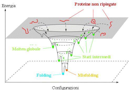 1.2 Folding vs Misfolding Figura 1.