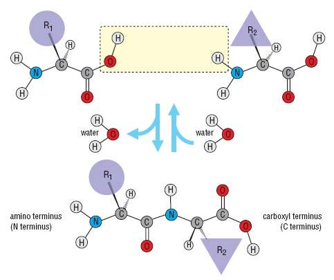 1.1 La struttura delle proteine Gli amminoacidi anfipatici (fondo viola in Fig.1.2) possono essere sia idrofobici sia idrofilici a seconda delle condizioni del microambiente in cui si trovano.