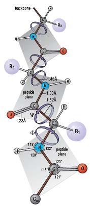 Le proteine mente stabili: in assenza di eventi di catalisi l emivita di un legame peptidico in soluzione acquosa è di circa 1000 anni.