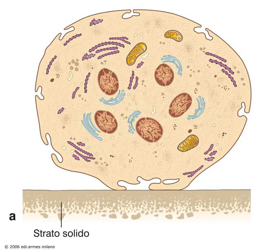 Tessuto osseo: cellule Gli