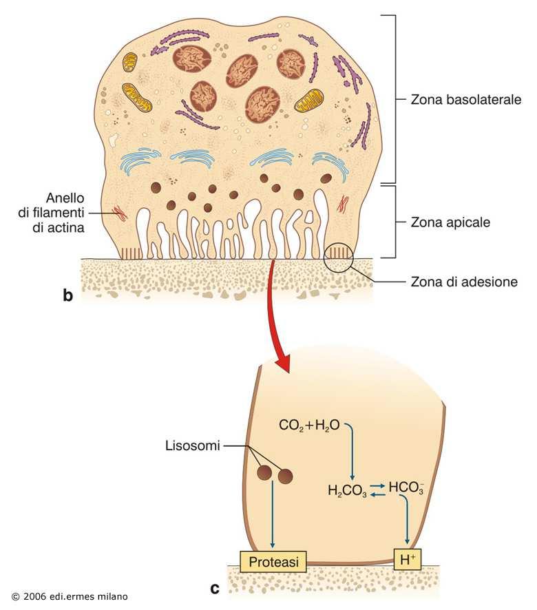 osteoclasto e