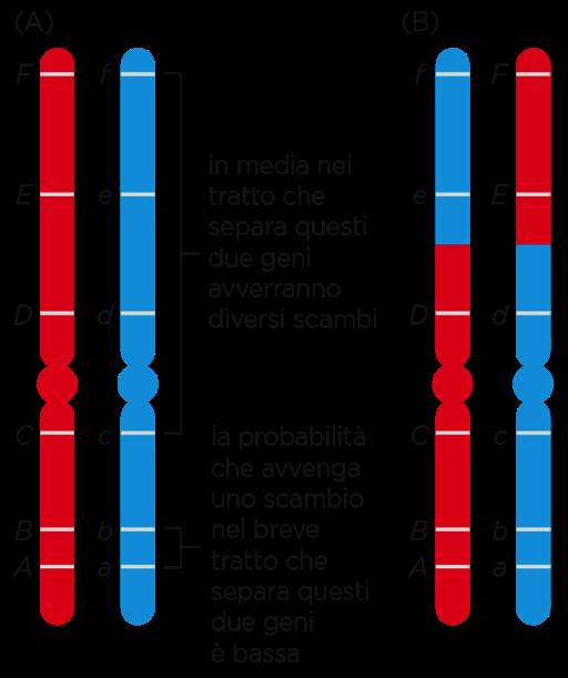 Inoltre, DURANTE LA PROFASE della I divisione meiotica parti di cromosomi omologhi si scambiano di posto dando cioè luogo a quello che si chiama RICOMBINAZIONE O CROSSING- OVER.