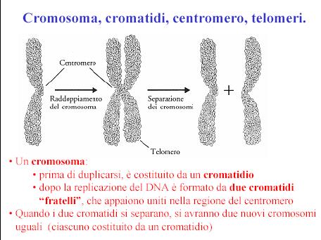 La mitosi produce due cellule geneticamente identiche alla cellula madre La mitosi comprende 5 stadi: Profase, Prometafase, Metafase, Anafase e Telofase e si