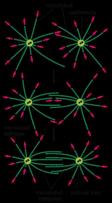 Fuso mitotico Durante la profase i microtubuli formano il fuso mitotico ma hanno una grande instabilità dinamica.