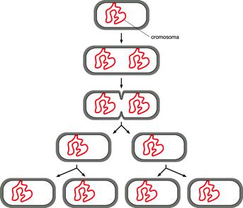 RIPRODUZIONE ASESSUATA: 1. SCISSIONE BINARIA Si riproducono asessualmente gli organismi unicellulari ma anche alcune specie di pluricellulari.