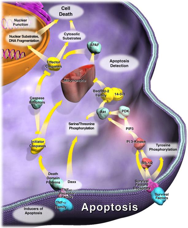 14 Fig. 2: Principali Vie di trasmissione del segnale apoptotico, enzimi e molecole coinvolte.